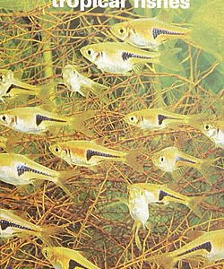 Encyclopedia of Tropical Fishes